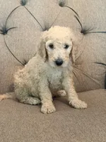Butterfinger , a male Goldendoodle for sale in Gold Hill, NC – 1 of 5