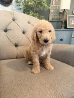 Milky Way, a male Goldendoodle for sale in Gold Hill, NC – 7 of 7