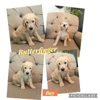Butterfinger , a male Goldendoodle for sale in Gold Hill, NC – 2 of 5