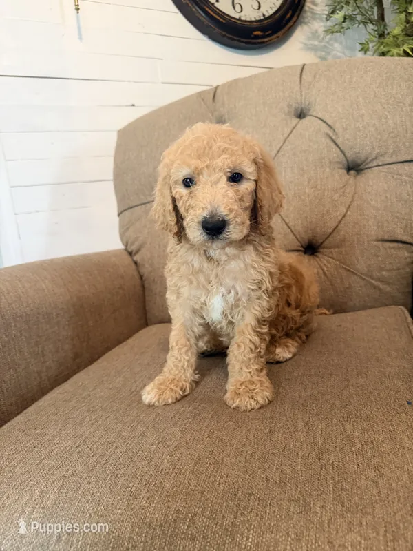 Milky Way – Goldendoodle puppy for sale in Gold Hill, NC