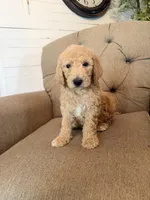 Milky Way, a male Goldendoodle for sale in Gold Hill, NC – 1 of 7