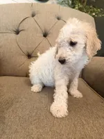 Almond Joy , a female Goldendoodle for sale in Gold Hill, NC – 4 of 6