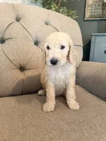 Butterfinger , a male Goldendoodle for sale in Gold Hill, NC – 5 of 5