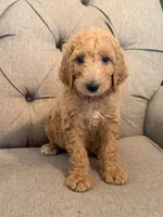 Baby Ruth, a female Goldendoodle for sale in Gold Hill, NC – 2 of 3