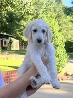 Twix 🍫 | Little Miss Small But Mighty! 💕, a male Goldendoodle for sale in Gold Hill, NC – 4 of 5