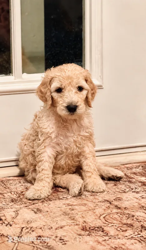 Snickers  – Goldendoodle puppy for sale in Gold Hill, NC