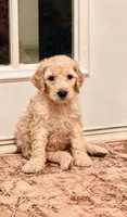 Snickers , a female Goldendoodle for sale in Gold Hill, NC – 1 of 4