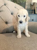 Butterfinger , a male Goldendoodle for sale in Gold Hill, NC – 3 of 5