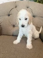 Almond Joy , a female Goldendoodle for sale in Gold Hill, NC – 2 of 6