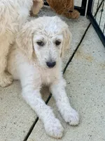 Twix 🍫 | Little Miss Small But Mighty! 💕, a male Goldendoodle for sale in Gold Hill, NC – 5 of 5