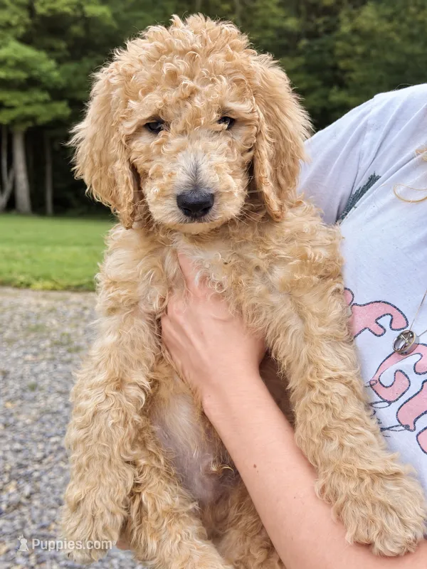 Milky Way - Mama’s Boy With a Heart of Gold ❤️ – Goldendoodle puppy for sale in Gold Hill, NC