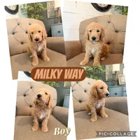 Milky Way, a male Goldendoodle for sale in Gold Hill, NC – 2 of 7