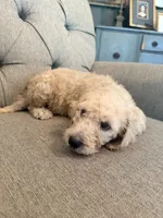 Snickers , a female Goldendoodle for sale in Gold Hill, NC – 2 of 4