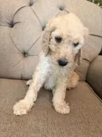 Snickers , a female Goldendoodle for sale in Gold Hill, NC – 3 of 4