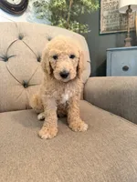 Milky Way, a male Goldendoodle for sale in Gold Hill, NC – 6 of 7