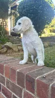 Twix 🍫 | Little Miss Small But Mighty! 💕, a male Goldendoodle for sale in Gold Hill, NC – 3 of 5