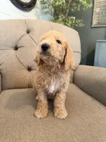 Milky Way, a male Goldendoodle for sale in Gold Hill, NC – 3 of 7