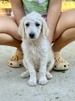 Twix 🍫 | Little Miss Small But Mighty! 💕, a male Goldendoodle for sale in Gold Hill, NC – 2 of 5