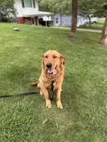Bear, a male Golden Retriever for sale in Walnut, IL – 3 of 4