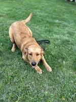 Bear, a male Golden Retriever for sale in Walnut, IL – 4 of 4