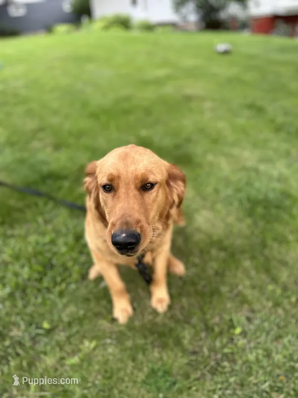 Bear, a male Golden Retriever for sale in Walnut, IL – 1 of 4