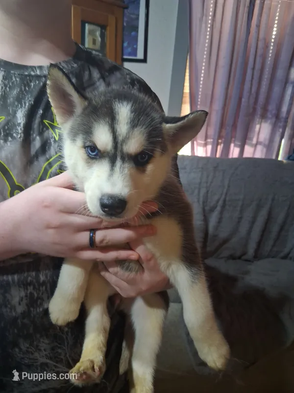Elena – Siberian Husky puppy for sale in Antigo, WI