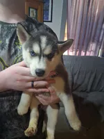 Elena, a female Siberian Husky for sale in Antigo, WI – 1 of 1