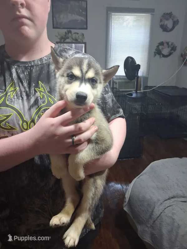Arlo – Siberian Husky puppy for sale in Antigo, WI