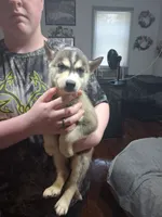 Arlo, a male Siberian Husky for sale in Antigo, WI – 1 of 1