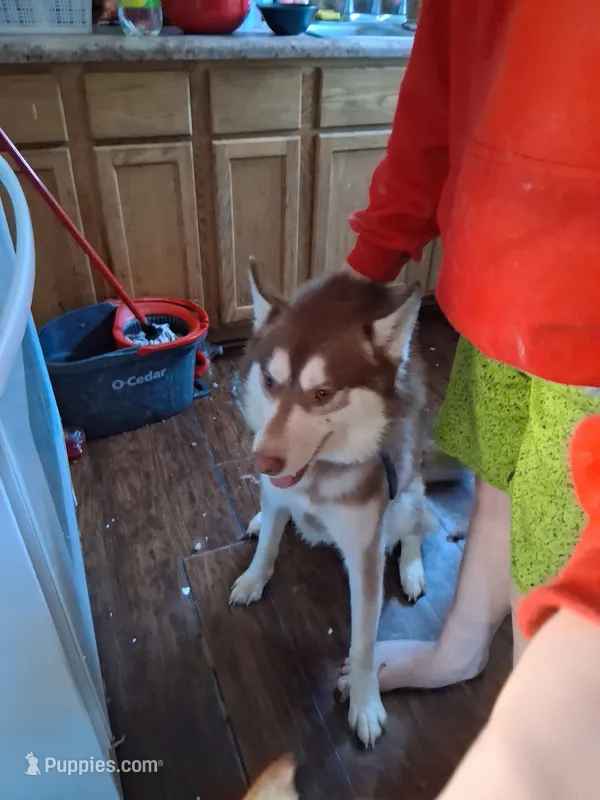 Axel – Siberian Husky puppy for sale in Antigo, WI