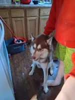 Axel, a male Siberian Husky for sale in Antigo, WI – 1 of 1