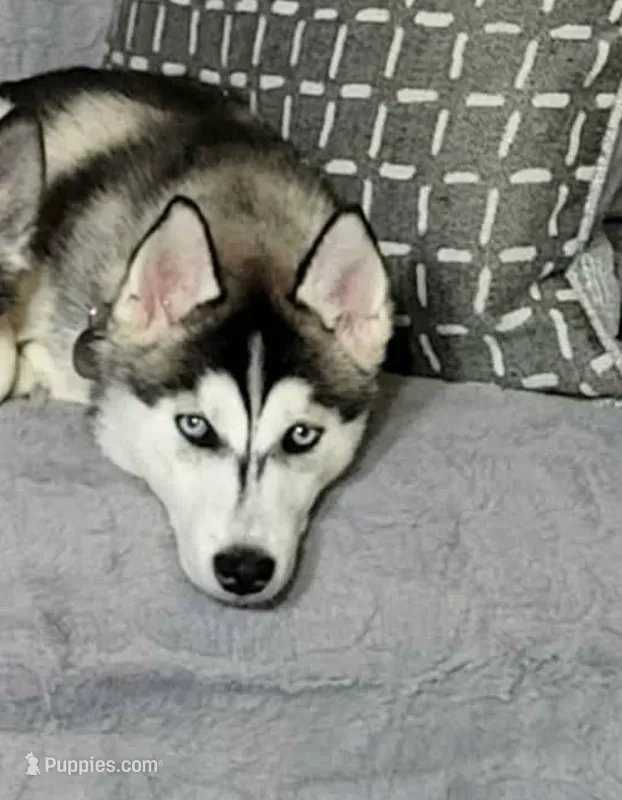 Lila – Siberian Husky puppy for sale in Antigo, WI