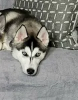 Lila, a male Siberian Husky for sale in Antigo, WI – 1 of 1