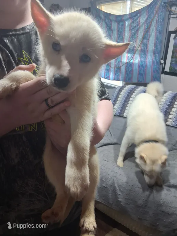 Snow ball – Siberian Husky puppy for sale in Antigo, WI
