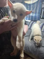 Snow ball, a female Siberian Husky for sale in Antigo, WI – 1 of 1