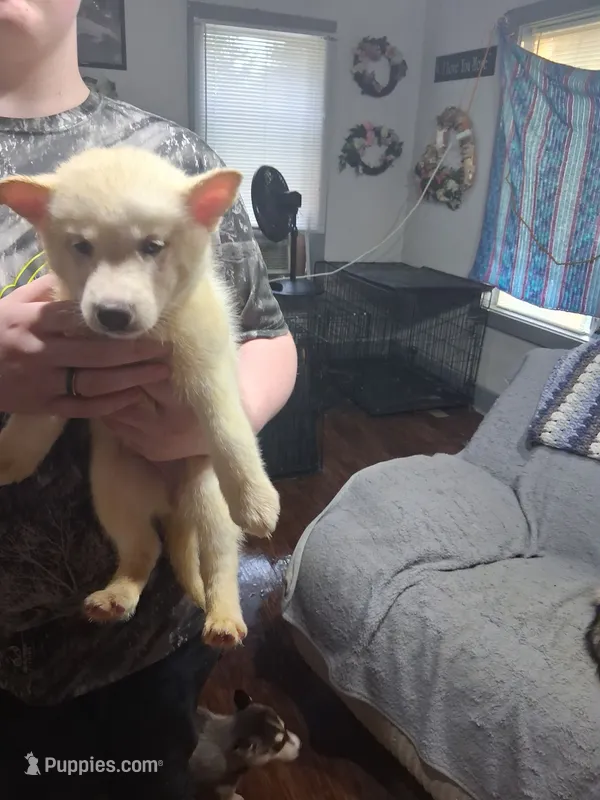 Snow white – Siberian Husky puppy for sale in Antigo, WI