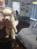 Snow white, a male Siberian Husky for sale in Antigo, WI – 1 of 1