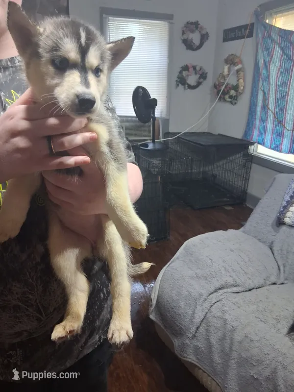 Aisha – Siberian Husky puppy for sale in Antigo, WI