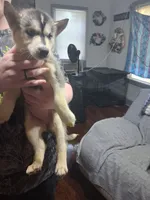 Aisha, a male Siberian Husky for sale in Antigo, WI – 1 of 1