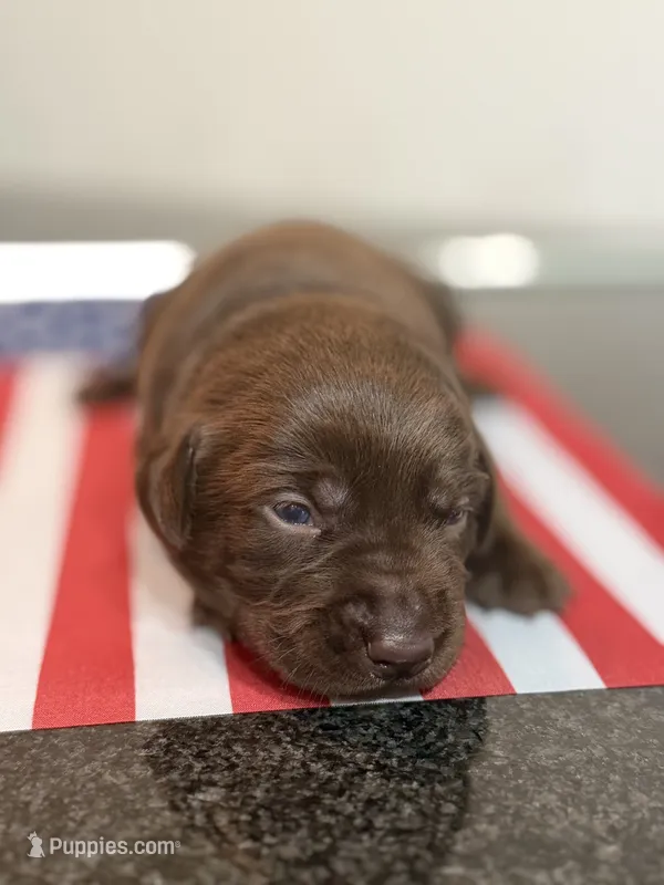 Thor – Labrador Retriever puppy for sale in Fort Lauderdale, FL