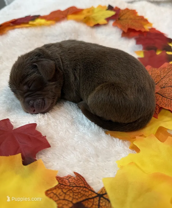 Thor – Labrador Retriever puppy for sale in Fort Lauderdale, FL