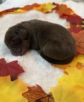 Thor, a male Labrador Retriever for sale in Fort Lauderdale, FL – 4 of 4