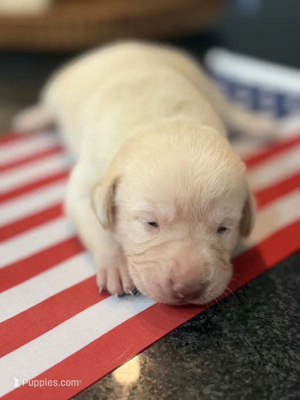 Bob – Labrador Retriever puppy for sale in Fort Lauderdale, FL