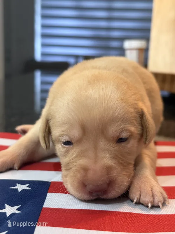 Kloe – Labrador Retriever puppy for sale in Fort Lauderdale, FL