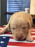 Kloe, a female Labrador Retriever for sale in Fort Lauderdale, FL – 1 of 3