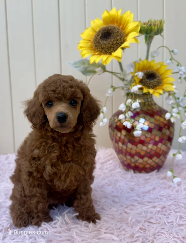 Chelsea – Poodle - Toy  puppy for sale in Santa Clarita, CA