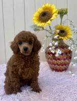 Chelsea, a female Poodle - Toy  for sale in Santa Clarita, CA – Photo 1 of 2