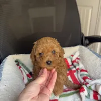 Rosie, a female Poodle - Toy  for sale in Santa Clarita, CA – Photo 3 of 3