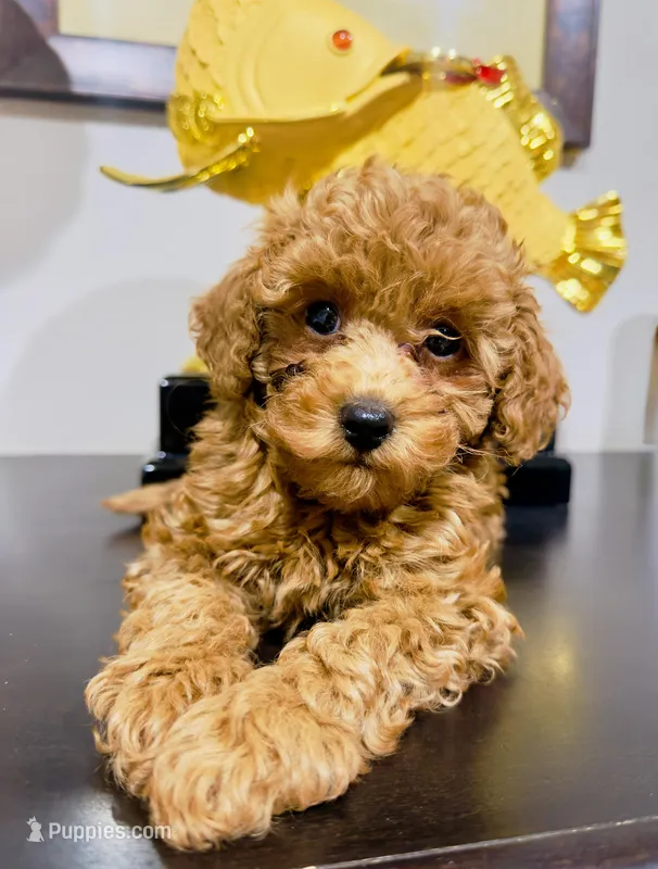 Rosie – Poodle - Toy  puppy for sale in Santa Clarita, CA