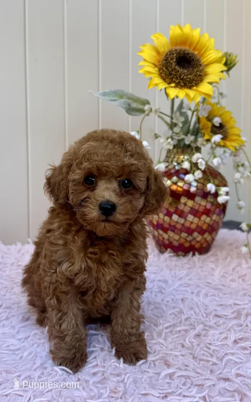 Rosie – Poodle - Toy  puppy for sale in Santa Clarita, CA